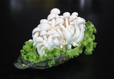 山東廣饒工廠化白玉菇 高科技農業典范，優質農產品遠銷海外